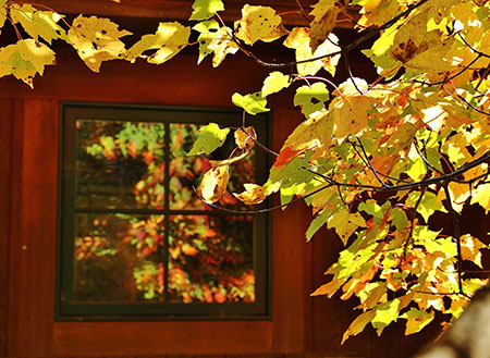 Leaf reflections