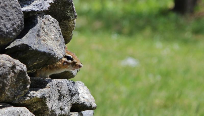 Chipmunk on rocks at IMS