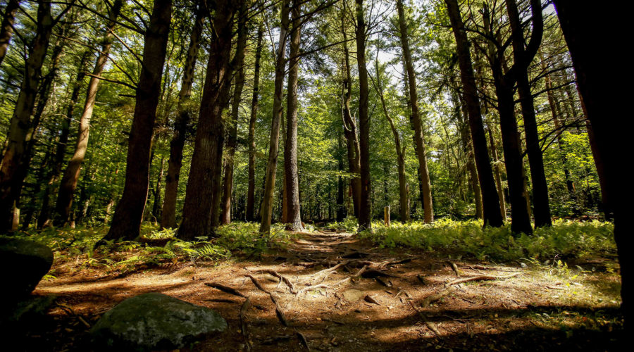 Forest Refuge About