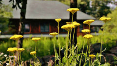 Golden yarrow flower at the Forest Refuge