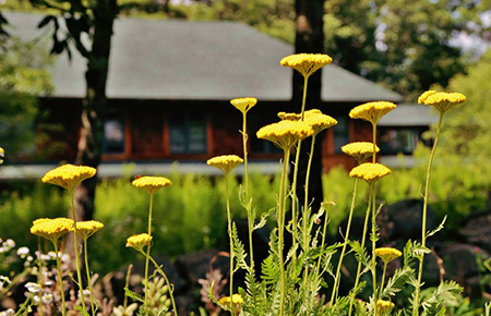 Golden yarrow flower at the Forest Refuge