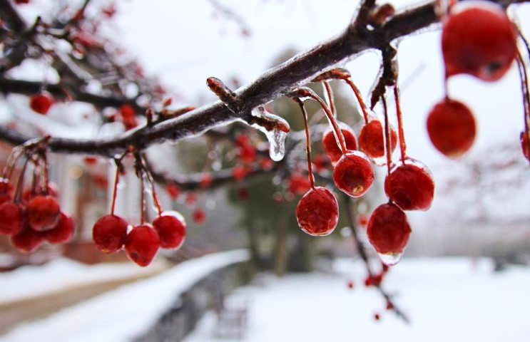 Cherry tree