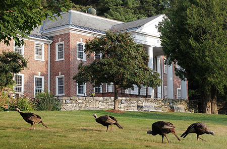 Wild turkeys at IMS Retreat Center