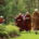 At the Forest Refuge’s 10th anniversary ceremony, monastics led teachers, staff, retreatants and volunteers in a circumambulation and blessing of the meditation hall.