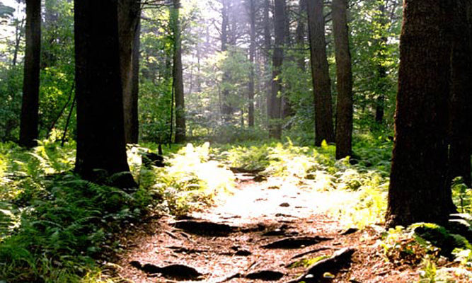 In the woods surrounding IMS are miles of walking trails.