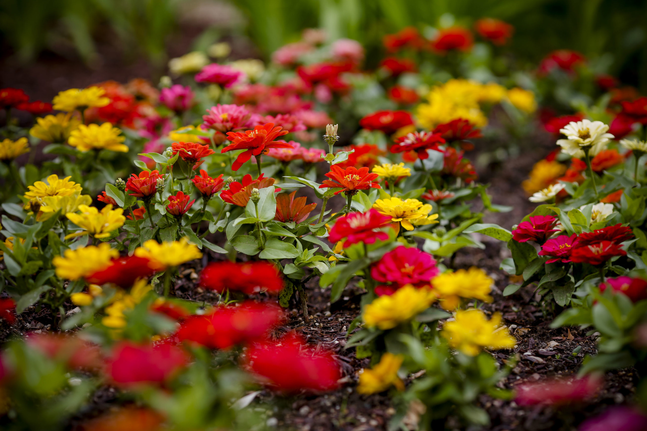 Little Lies and Other Lessons from the Five Precepts – Insight Meditation Society